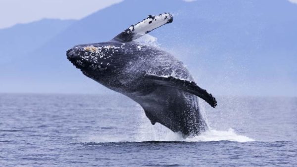 Whale breaching out of the water